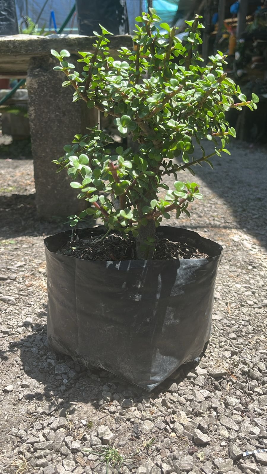 Árbol de la abundancia simple